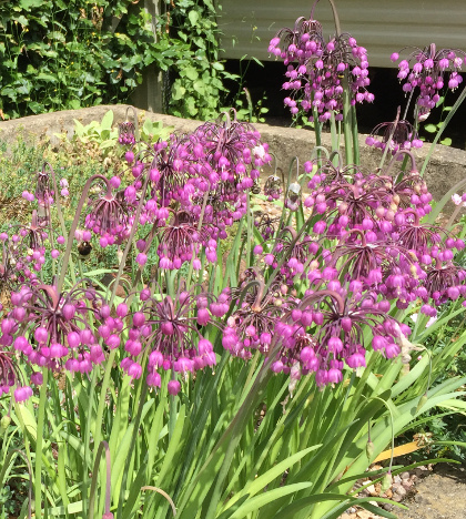 Allium cernuum 